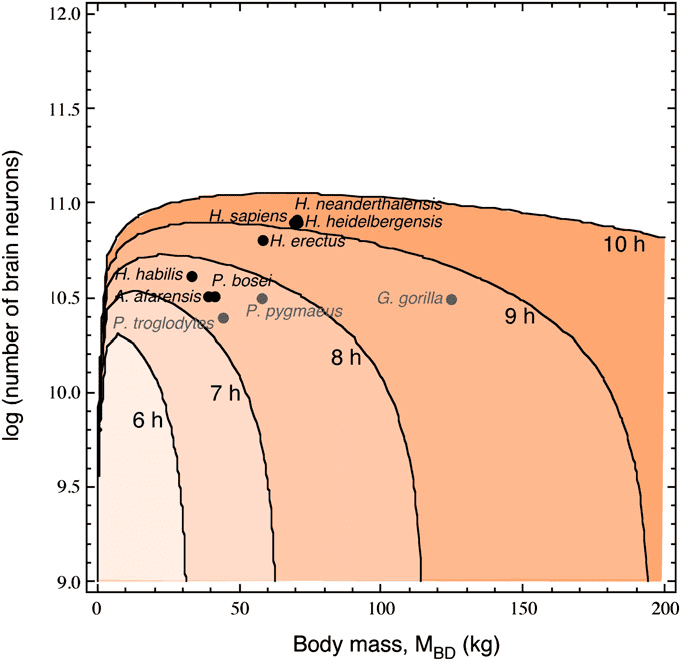 graph Required daily feeding time for hominin and great ape species to afford combinations of MBD and total number of brain neurons. Notice that H. heidelbergensis, H. neanderthalensis, and H. sapiens fall well over the viability curve for 8 h/d of feeding if they had a raw foods diet similar to extant nonhuman primates. (c) Fonseca-Azevedo and Herculano-Houzel