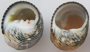 Hermit crab shell