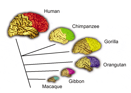 human-relative-brain-size-to-other-primates A comparison of the frontal lobes (colored) in human and several non-human primate species. The evolutionary relationships among the species are indicated by the connecting lines. Semendeferi and colleagues5 found that human frontal lobes are not disproportionately larger than predicted for a primate brain of its size. (Figure courtesy of K. Semendeferi and H. Damasio from a different research - Nature Neuroscience 5, 190 - 192 (2002) doi:10.1038/nn0302-190).