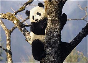 Giant panda in tree