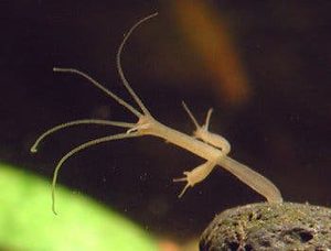 Hydra