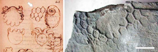 Among his many other passions, Leonardo da Vinci collected and described fossils, including it seems, what later came to be known as Paleodictyon [from BIBLIOTECA LEONARDIANA, via Nature]