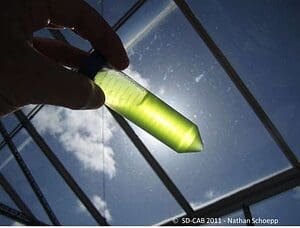 algaetube Chlamydomonas reinhardtii, a green alga used widely in biology laboratories, can produce many kinds of “designer proteins.”