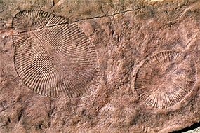 dickensonia One of the fossils in question - Dickinsonia. Currently, scientists are positive this was a sea-dwelling invertebrate, but recent findings suggest it may actually have been a land-dwelling lichen. (c) Greg Retallack