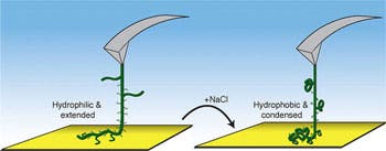 The new results demonstrate at the single-molecule level how solvent-induced collapse of an environmentally responsive copolymer modulates surface adhesion forces and bridging length distributions in a controllable way. (c) (Credit: Michael A. Nash, and Hermann E. Gaub/ACS Nano)