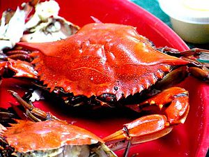 boiled crab feel pain