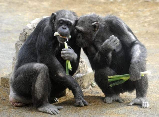 Chimpanzees munch on leek at Tokyo's Tam