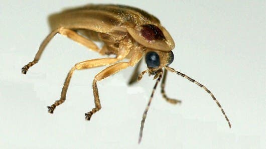 A firefly specimen from the genus Photuris, which is commonly found in Latin America and the United States and served as the inspiration for the effective new LED coating. Credit: Optics Express. 