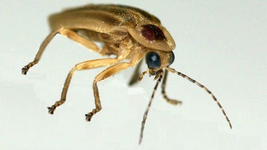 A firefly specimen from the genus Photuris, which is commonly found in Latin America and the United States and served as the inspiration for the effective new LED coating. Credit: Optics Express.