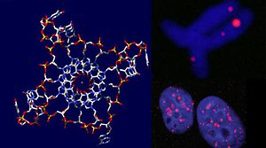 Researchers have shown that four-stranded 'quadruple helix' DNA structures -- known as G-quadruplexes -- exist within the human genome. (Credit: Jean-Paul Rodriguez and Giulia Biffi)