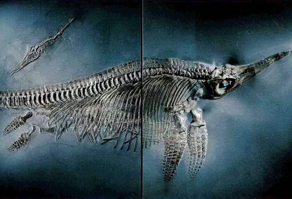 ichtyosaur fossil