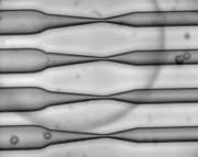 As cells squeeze through a narrow channel, tiny holes open in their membranes, allowing large molecules such as RNA to pass through. Image: Armon Sharei and Emily Jackson