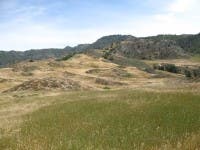 Native plants on a California reserve (in bloom on mounds in background) are found in marginal, patchy habitats following invasion by exotic grasses (in green in foreground). Ecologists at the University of Toronto and ETH Zurich have found that, given time, invading exotic plants will likely eliminate native plants growing in the wild despite recent reports to the contrary. (c) James Cornwell