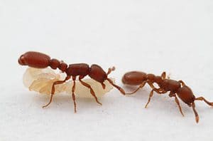 The queenless parthenogenetic ant Cerapachys biroi (subfamily Cerapachyinae) shows army ant-like behavior and is one of the main study systems in our group. The species is a native of Asia and has been introduced globally on tropical and subtropical islands.