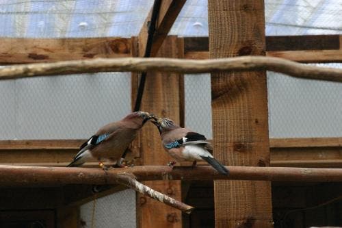 This is a Eurasian Jay mated pair engaged in food-sharing. Credit: Ljerka Ostojic