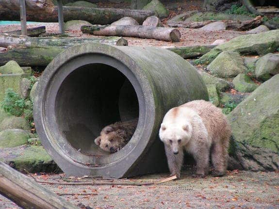 Brown-polar-bear hybrids at Germany’s Osnabrück Zoo. (c)  Corradox/Wikimedia Commons 