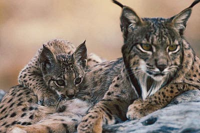 Iberian lynx mother and cub. 