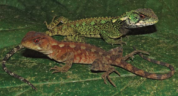 Male and female (duller colored) of Bin Zayed's woodlizard (Enyalioides azulae).