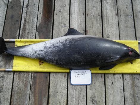Stranded hybrid narwhal-beluga porpoise found on San Juan Island, May 21 2011. The hybrid lacks the narwhal signature tusk. (c)The Whale Museum