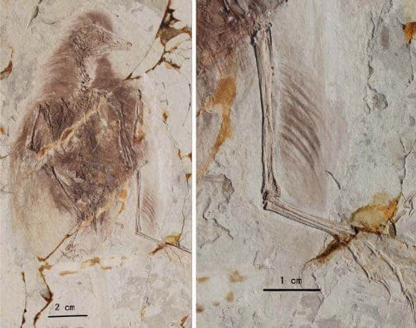 Images of fossils belonging to the enantiornithine genus. Feathers on the primitive bird's hind legs provide evidence of an extra pair of wings. (c) Xiaoting Zheng et al/Science  