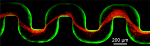 The microbes join to create slimy ribbons that tangle and trap other passing bacteria, creating a full blockage in a startlingly short period of time. (c) Princeton University