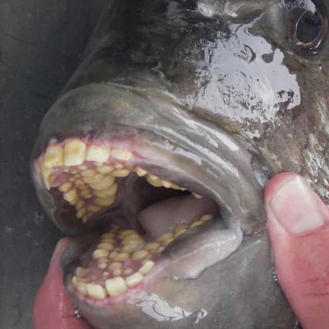 sheapshead-fish1