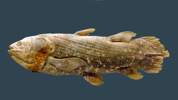 The coelacanth is classed as a sarcopterygian, a term meaning fleshy fins. (c)  Chip Clark/Smithsonian National Museum of Natural History, via Associated Press