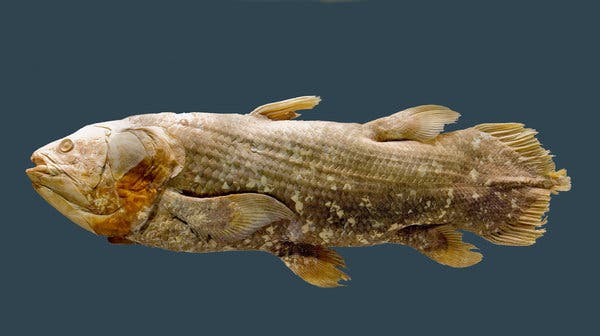 The coelacanth is classed as a sarcopterygian, a term meaning fleshy fins. (c) Chip Clark/Smithsonian National Museum of Natural History, via Associated Press