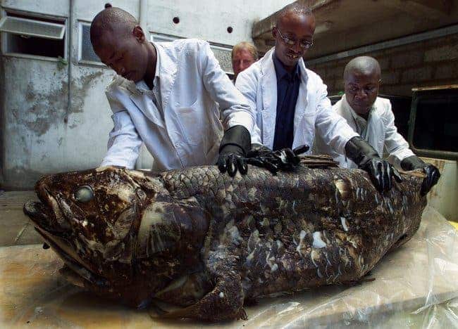 A captured coelacanth. (c) Simon Maina/Agence France-Presse — Getty Images