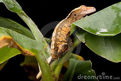 gecko-leaf