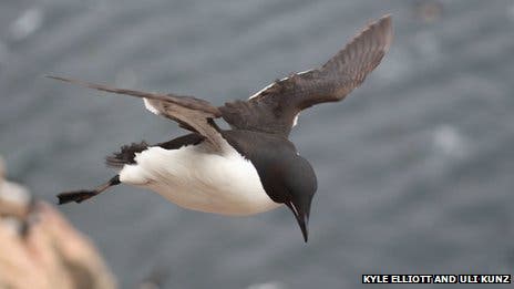 Murres are well adapted to diving but when it comes to flying their wings are some of the most energetically inefficient. The birds are close relatives to penguins, and with their black and white feathering, they even resemble penguins. (c) KYLE H. ELLIOTT