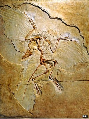 The first Archaeopteryx fossil found.
