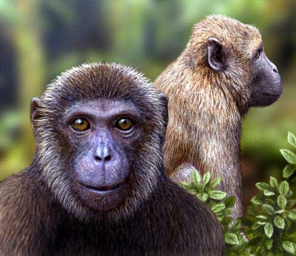 Artist’s impression of the newly discovered Rukwapithecus, front, and Nsungwepithecus, right (Mauricio Anton).