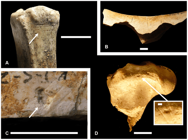 (A) KJS 7472, a small bovid metatarsal from KS-2 bearing cut marks; (B) KJS 7379, a medium-sized bovid humerus from KS3 bearing pair of hammerstone notches, the specimen is also cut-marked (not figured); (C) KJS 5447, a mammal limb bone shaft fragment from KS-2 with percussion pit and striae, the specimen is also cut-marked (not figured); (D) KJS 2565, a small bovid femur from KS-2 with numerous cut marks. Scale is 1 cm in panels (A-D); 1 mm in the panel (D) close-up. Specimen numbers are field designations, not KNM accession numbers.