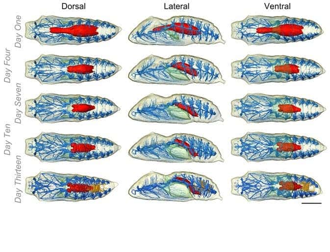 Internal anatomy of V. cardui as it develops within the chrysalis. The tracheal system is blue, the midgut is red, the air lumen is green, and the Malpighian tubules (part of the excretory system) are orange. (c) Lowe et al