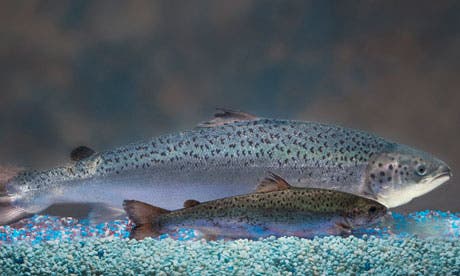 Two same-age salmon, a GM salmon, rear, and a non-GM salmon, foreground. Photograph: Anonymous/AP 