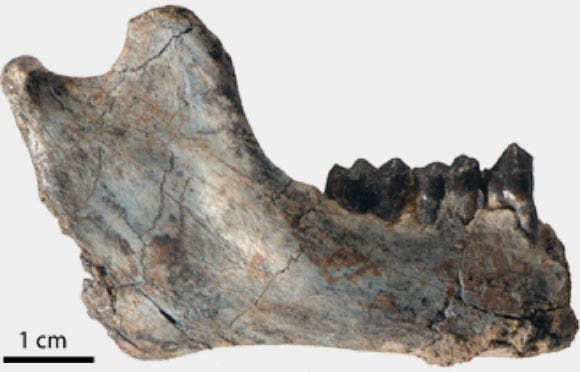 Specimen of Rukwapithecus fleaglei, a partial right mandible bearing the lower fourth premolar, first and second molars, and partially erupted third molar (Patrick O’Connor / Ohio University).
