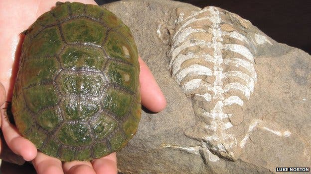 A living South African sideneck turtle next to its 260-million-year-old relative, Eunotosaurus africanus.