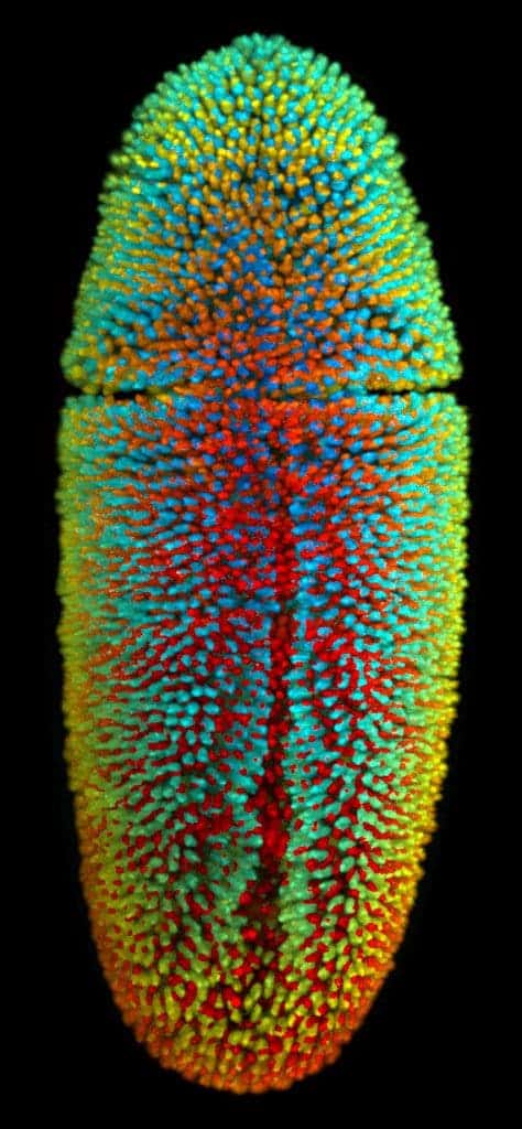Image of the ~6,000 cell nuclei of a 3-hour-old fruit fly embryo. The fluorescently labeled cell nuclei are shown in a blue-to-red color code that indicates depth in the image. 