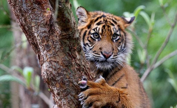 A beautiful Sumatran tiger. (c) www.zoo.org.au 
