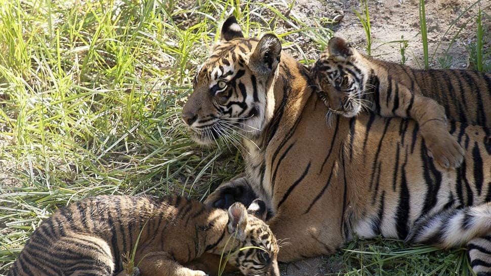 New Sumatran Tigers
