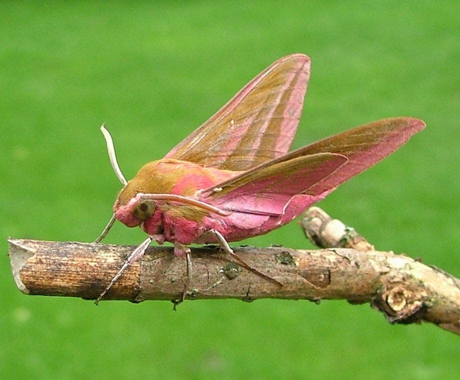 Hawk moth. Picture source.