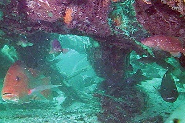 underwater forest21