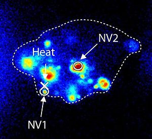 Confocal scan of a single cell. The white cross corresponds to the position of the gold nanoparticle used for heating, while the red and blue circles represent the location of diamond sensors used for thermometry. The dotted white line outlines the cell membrane. (Credit: DARPA)