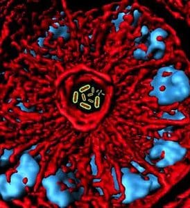 A section of mouse colon is shown with gut bacteria (outlined in yellow) residing within the crypt channel. Credit: Caltech / Mazmanian Lab