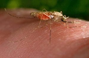 This Anopheles gambiae mosquito is obtaining a blood meal as it feeds on a human host.  Credit: CDC/Jim Gathany