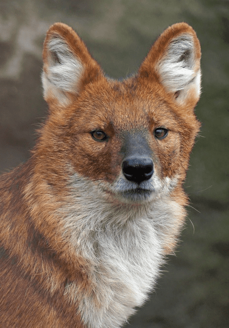 close up of dhole face