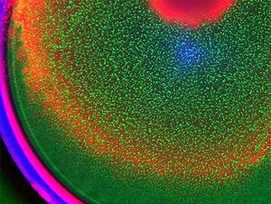 Ring patterns form in a micro-colony of engineered bacteria. Credit: Stephen Payne, Pratt School of Engineering, Duke.