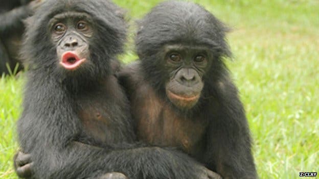 'Emotionally competent' bonobos were more likely to console other apes 