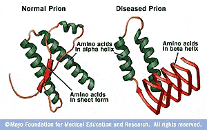 chaperone proteins in mad cow disease chaperone proteins in mad cow disease